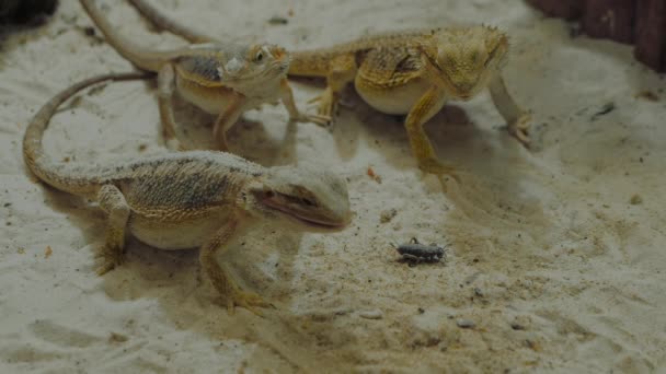 Pequenos lagartos comendo grilos na areia em terrário - close-up, câmera lenta — Vídeo de Stock