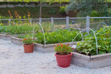 Sebze bahçesinde sebze ve çiçek var.