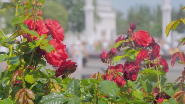 Zavlažování krásné kvetoucí květiny - červené růže v parku: zpomalení — Stock video