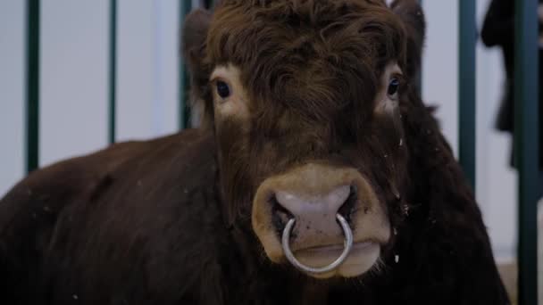 Μεγάλο καφέ ταύρος τρώει σανό σε έκθεση γεωργικών ζώων - κοντά — Αρχείο Βίντεο