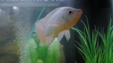 Akvaryumda yüzen gri cichlid balığı: yakın çekim