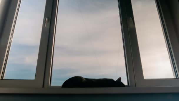 Timelapse - süße schwarze Katze liegt auf Fensterbank — Stockvideo