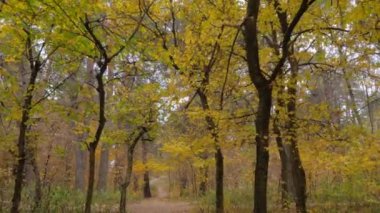 Boş sonbahar parkında yürümek, orman: hiç kimse - sabit çekim