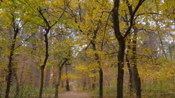 空の秋の公園、森を歩く:誰も- stedicamショット — ストック動画