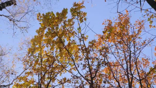 Lage hoek van de herfst boomtakken zwaaien in de wind, oranje bladeren vallen in het park — Stockvideo