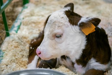 Tatlı kahverengi ve beyaz buzağı portresi dinleniyor ve yerde yatıyor: yakın