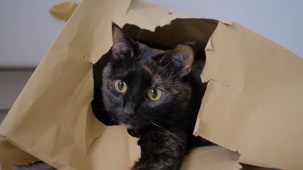 베이지크래 프 트 (beige kraft) 종이봉투에 누워 주위를 둘러 보는 귀여운 칼리 코 고양이 — 비디오