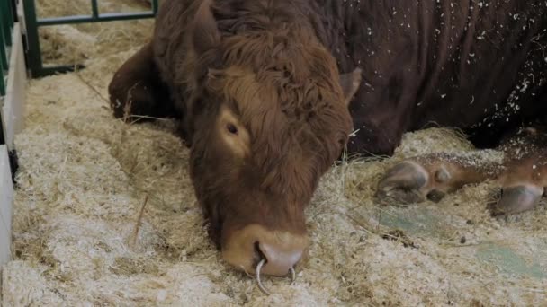 Μεγάλο καφέ ταύρος αναπαύεται σε έκθεση γεωργικών ζώων — Αρχείο Βίντεο