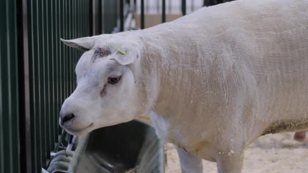 Retrato de ovejas comiendo pienso compuesto en exposición de animales, feria comercial — Vídeos de Stock