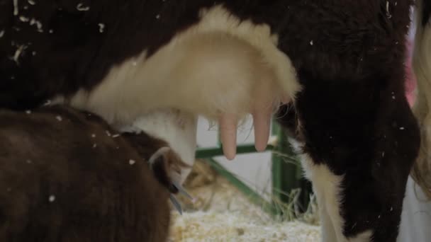 Mignon veau brun et blanc buvant du lait de vache mère mamelle — Video