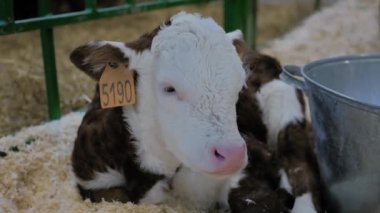 Dinlenen sevimli kahverengi ve beyaz buzağı portresi