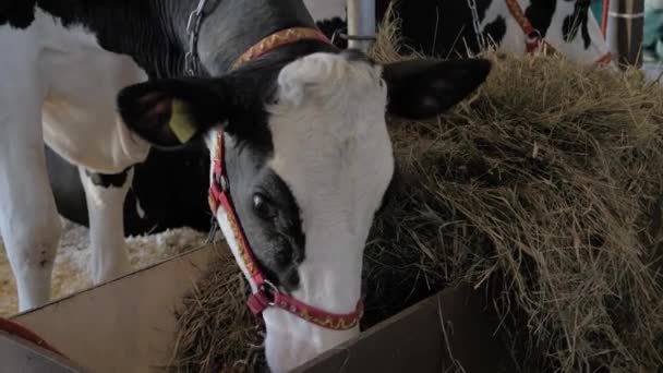 Retrato de vaca holandesa preta e branca comendo feno na exposição de criação de animais — Vídeo de Stock