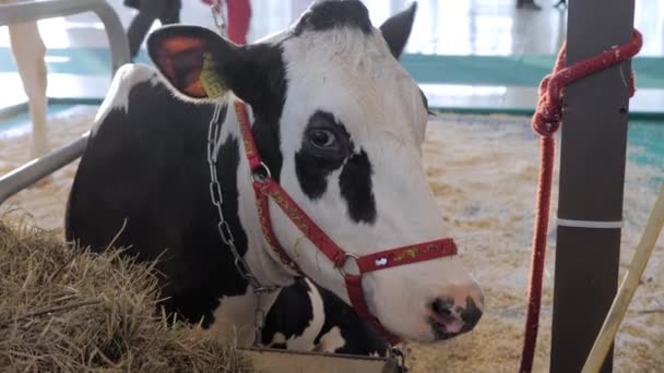 Siyah ve beyaz Holstein ineği tarım hayvanları sergisinde, ticaret fuarında — Stok video