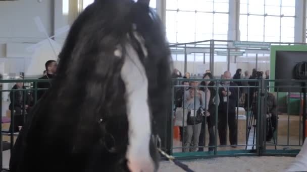 Kvinnlig ledande svart häst i stabil på mässan: slow motion — Stockvideo