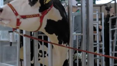 Ürkmüş siyah beyaz Holstein ineği tarım hayvanları sergisine bağırıyor