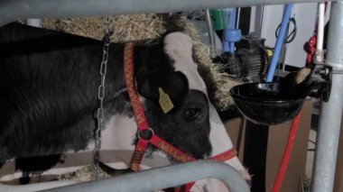 Siyah ve beyaz Holstein ineği tarım hayvanları sergisinde, ticaret fuarında