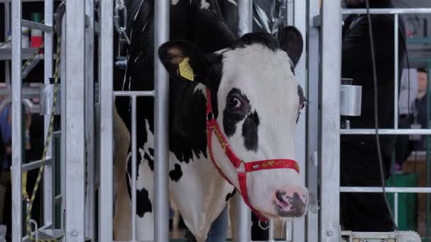 Porträtt av rädd svart och vit Holstein ko på djurutställning — Stockvideo