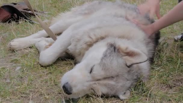 Gyerekek kéz simogató szürke szibériai husky kutya a parkban - lassított felvétel, közelről — Stock videók