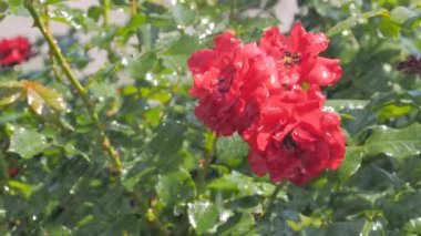 Yakın çekim: Çiçeklerin sulanması - parkta kırmızı güller: yavaş çekim