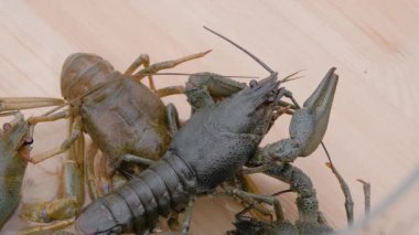 Yaz mevsiminde akvaryumda kerevit. Yerel gıda pazarında. Yakın görüş, yavaş çekim.