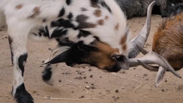 Pequeña cabra y cabra adulta golpeando cuernos en el paddock en la granja: cámara lenta — Vídeo de stock