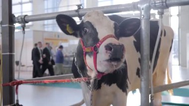 Ürkmüş siyah beyaz Holstein ineği tarım hayvanları sergisine bağırıyor