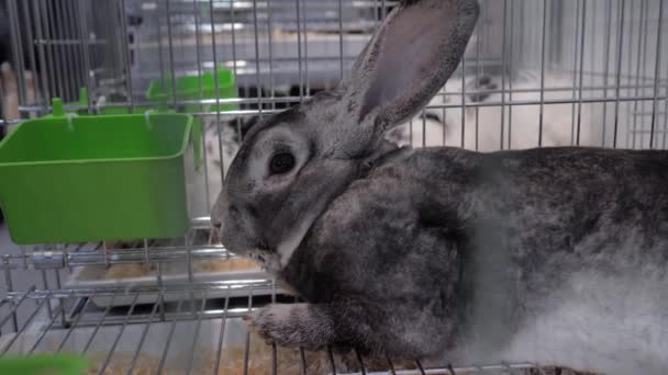 Mignon lapin gris dans la cage à l'exposition animale agricole, marché — Video