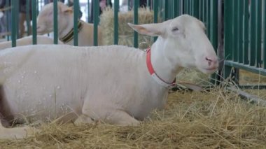 Hayvan sergisinde saman yiyen beyaz koyun portresi.