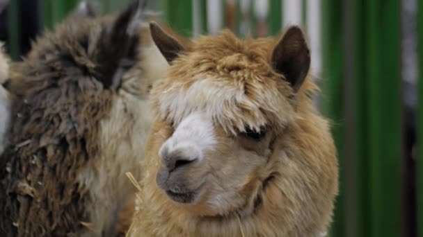 Retrato de alpaca marrón en la exposición de animales agrícolas - vista de cerca — Vídeo de stock