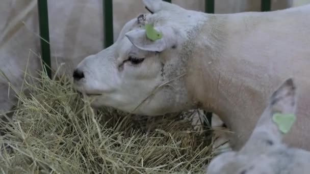 White Texel owce jedzenie siana na wystawie zwierząt - zbliżenie — Wideo stockowe