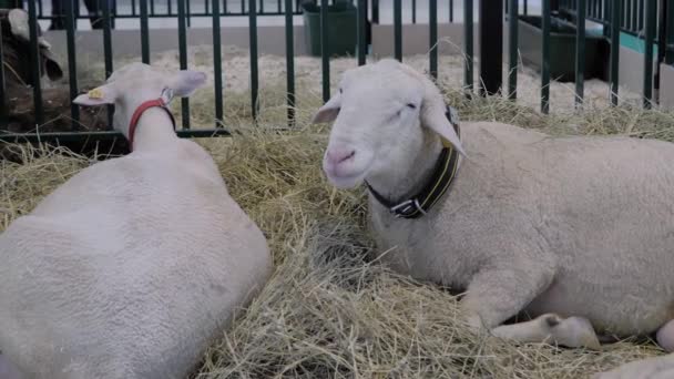Flock of white sheep eating hay at animal exhibition, trade show — Stock Video