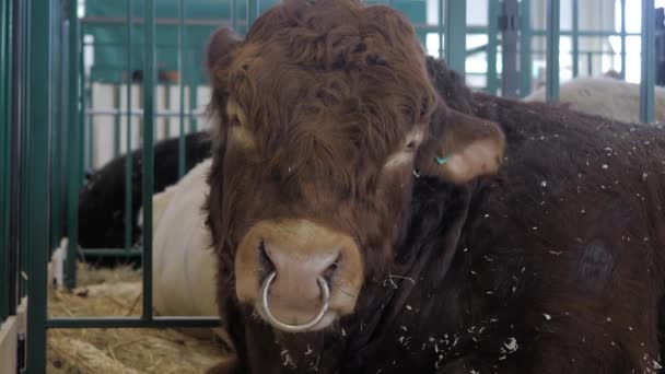 Gran toro marrón descansando en la exposición de animales agrícolas — Vídeos de Stock