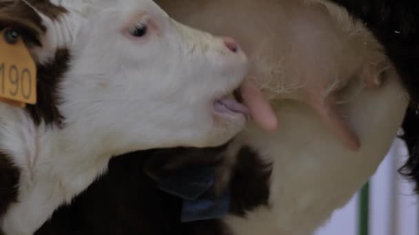 Primo piano: vitelli marroni e bianchi carini che bevono latte dalla mammella della mucca madre — Video Stock