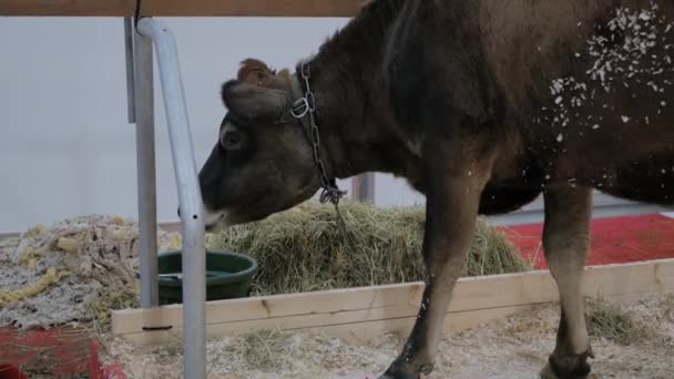 Retrato de vaca marrón comiendo heno en exposición de cría de animales — Vídeo de stock