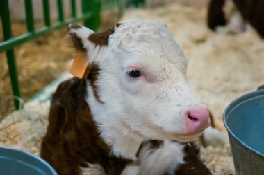 Tatlı kahverengi ve beyaz buzağı portresi dinleniyor ve yerde yatıyor: yakın