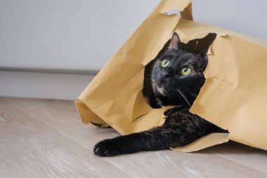 Kahverengi kese kağıdında yatıp etrafa bakınan şirin bir kedi.