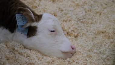 Uykulu kahverengi ve beyaz buzağı portresi dinleniyor ve yerde yatıyor: yakın