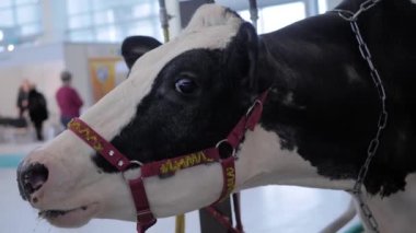 Ürkmüş siyah beyaz Holstein ineği tarım hayvanları sergisine bağırıyor