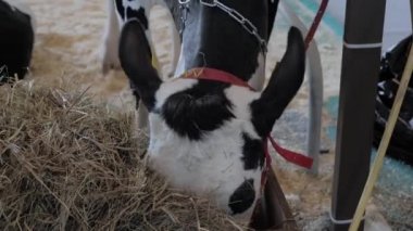 Hayvan çiftçiliği sergisinde saman yiyen siyah beyaz Holstein ineğinin portresi.