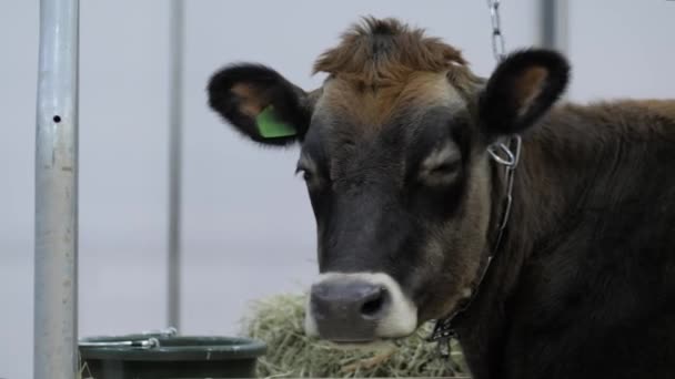 Καφέ κεφάλι αγελάδας σε έκθεση γεωργικών ζώων, εμπορική έκθεση: κοντινό πλάνο — Αρχείο Βίντεο
