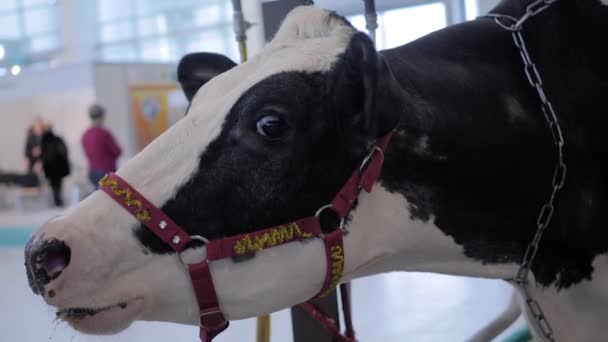 Vaca Holstein asustada en blanco y negro gritando en exhibición de animales agrícolas — Vídeos de Stock
