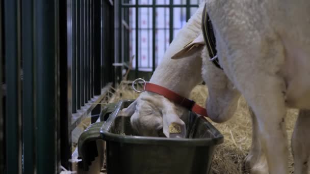 Retrato de ovinos comendo alimentos compostos em exposição animal, feira — Vídeo de Stock