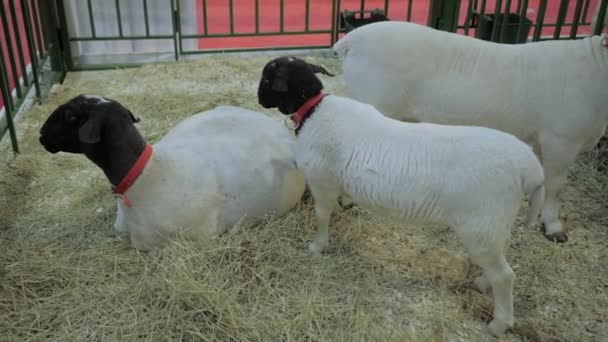 Flock of sheep sheep at animal exhibition, trade show — Stock Video