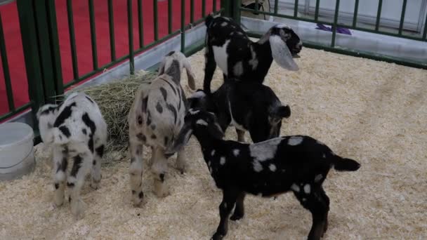 Malé legrační kozy hrát spolu na výstavě zemědělských zvířat — Stock video