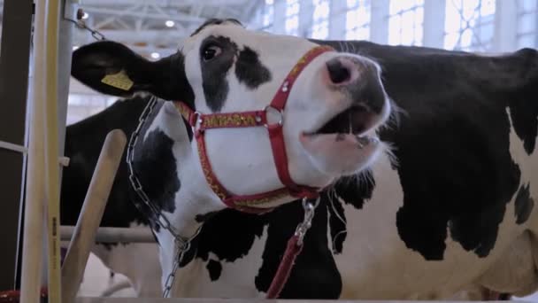 Skrämd svart och vit Holstein ko skriker på lantbruksdjur utställning — Stockvideo