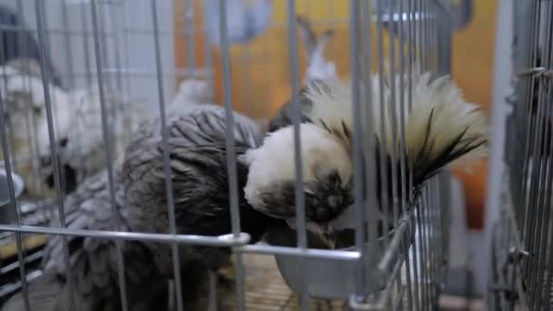 Galline croccanti che mangiano semi in gabbia all'esposizione di animali agricoli, mercato — Video Stock