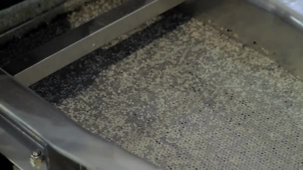 Recyceltes Kunststoffgranulat auf automatischem Förderband, Schieferschüttler — Stockvideo