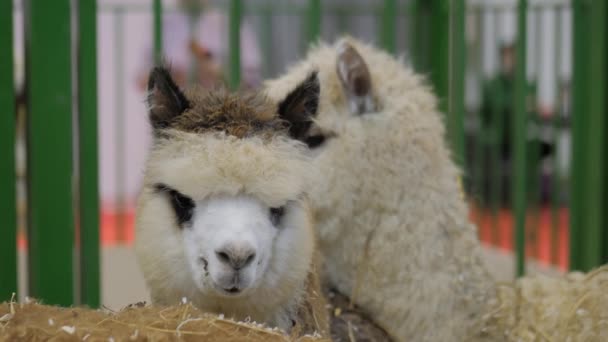 Group of alpaca family at agricultural animal exhibition — Stock Video