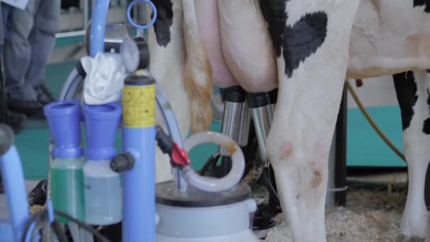 Máquina de sucção de ordenha portátil com teat cupt durante o trabalho com vaca: close-up — Vídeo de Stock