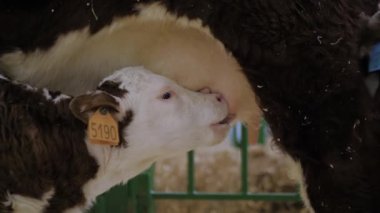 İki tatlı kahverengi ve beyaz buzağı anne memesinden süt içiyor.